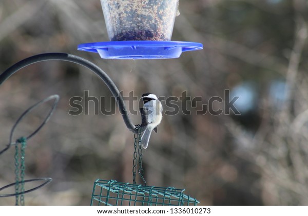 Chickadee Sitting On Feeder Hook Looking Stock Photo Edit Now