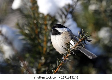 Chickadee in the snow