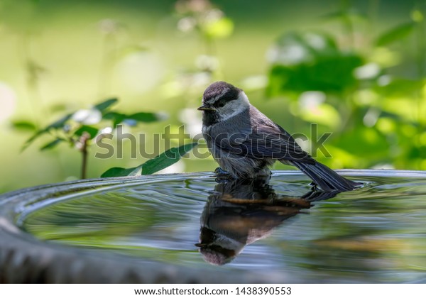 Chickadee Wading Birdbath Colorful Reflection Water Stock Photo Edit Now 1438390553