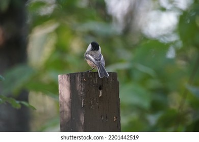 Chickadee In Western Canada Bird Sanctuary On Bright Fall Day