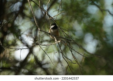 Chickadee In Western Canada Bird Sanctuary On Bright Fall Day