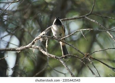 Chickadee In Western Canada Bird Sanctuary On Bright Fall Day