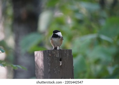 Chickadee In Western Canada Bird Sanctuary On Bright Fall Day