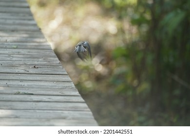 Chickadee In Western Canada Bird Sanctuary On Bright Fall Day