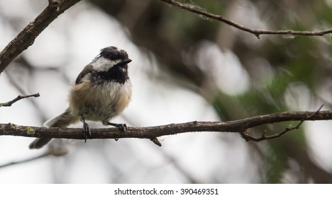 Chickadee in winter
