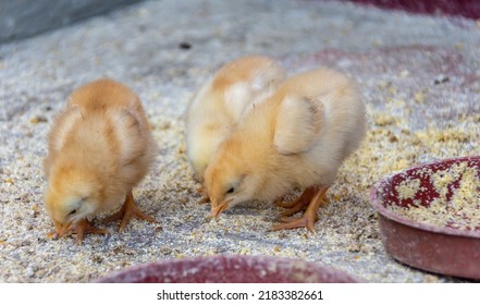 Chicked chicks group they eat - Shutterstock ID 2183382661