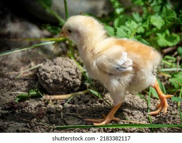 Chicked chicks walk alone outdoor - Shutterstock ID 2183382117