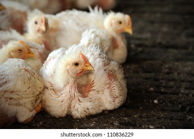 Chicken 25 Days Old Poultry Farm Stock Photo 110836229 | Shutterstock