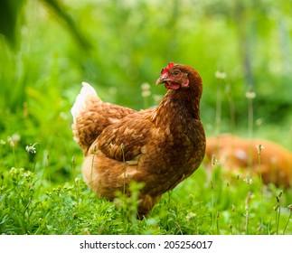 51,367 Domestic Chicken On Grass Images, Stock Photos & Vectors ...