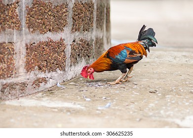 chicken