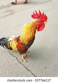 chicken