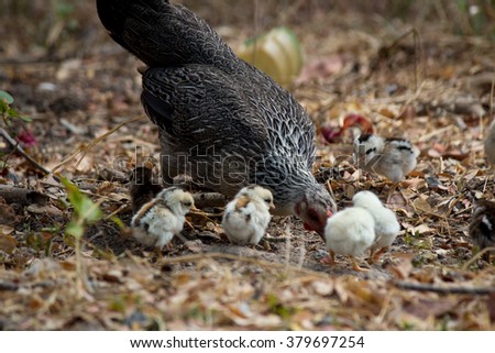 Similar – Image, Stock Photo Mother and Baby Muscovy ducklings Cairina moschata