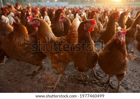 Similar – hen races Animal