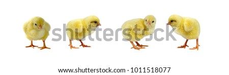 Chicken and adorable chicks isolated on white background 