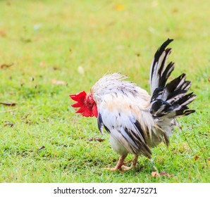 Chicken Bantam Stock Photo 327475271 | Shutterstock