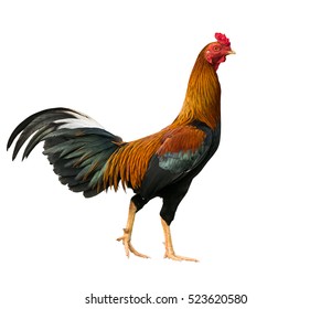 Sabung Ayam Images, Stock Photos u0026 Vectors  Shutterstock