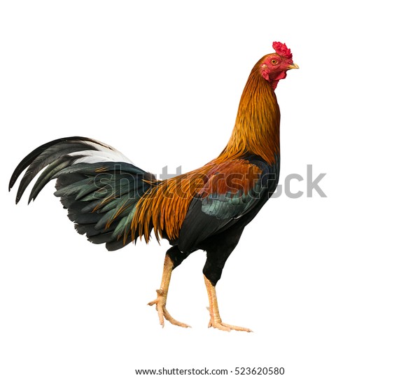 Chicken Bantam Rooster Isolated On White Stock Photo 523620580 ...