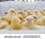 Chicken in basket day old chick new born on the broiler farm hatchery productivity.