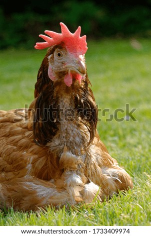 Image, Stock Photo Chicken on meadow. Food