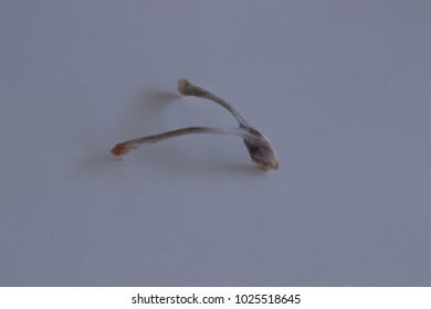 Chicken bone isolated