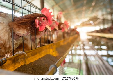 Chicken breed Eggs Eating chicken food Raised in a chicken farm That were raised to sell eggs