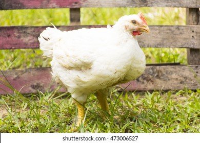Chicken or broiler chicken  in animal welfare farm.Zoom in