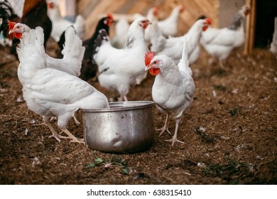 Chicken broilers. Poultry farm