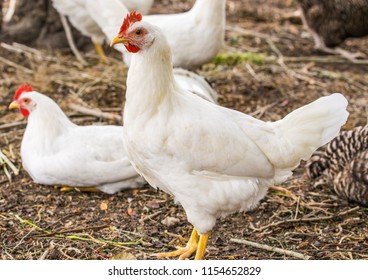 Chicken broilers. Poultry farm. White chicken walkinng in a farm garden.