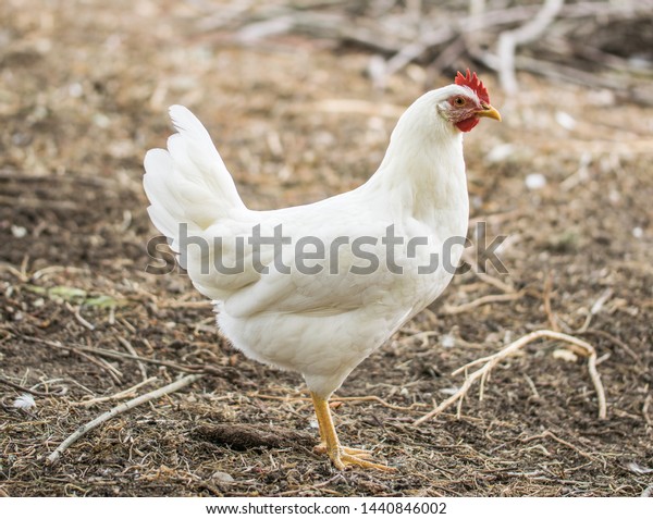 Chicken broilers. Poultry farm. White chicken\
walkinng in a farm\
garden.