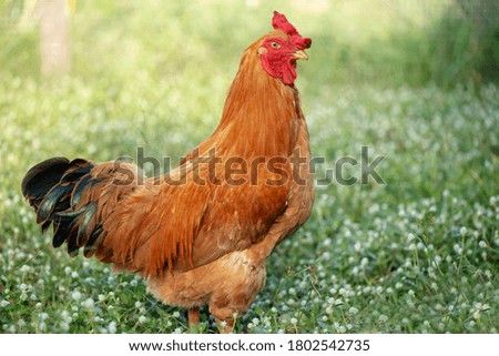 Similar – Chicken on meadow. Animal