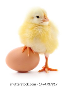 Huhn und braunes Ei einzeln auf weißem Hintergrund.