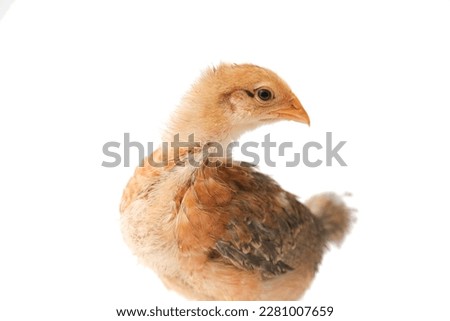 chicken brown three weeks old, little hen, isolated chick, chick on a white background