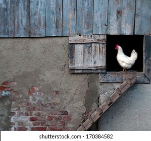 Chicken By Hen House