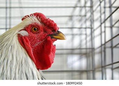 Chicken In A Cage, Not Free Range Poultry Farming Highly Detailed Portrait Clearly Showing The Wire Cages In The Background Animal Rights Issue: Free Range Vs. Captive Pen Raised Chickens