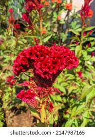 Chicken Celosia Cristata Variety Celosia Argentea Stock Photo ...