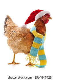 chicken santa hat