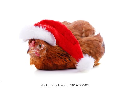 christmas chicken hat