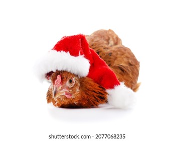 chicken in christmas hat