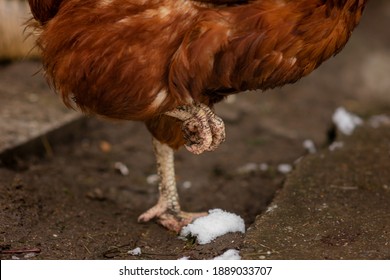 Chicken claw and background with snow - Powered by Shutterstock