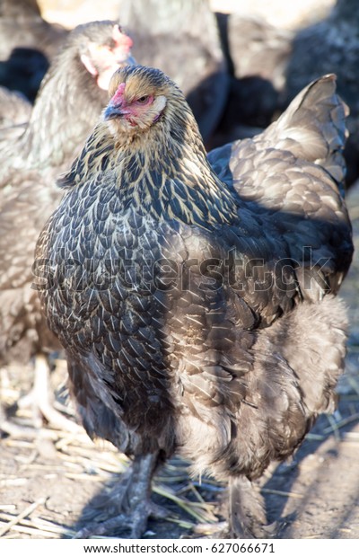 black jersey chicken