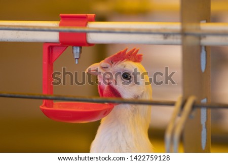 Chicken cock drinks from a modern drinkers in a cage