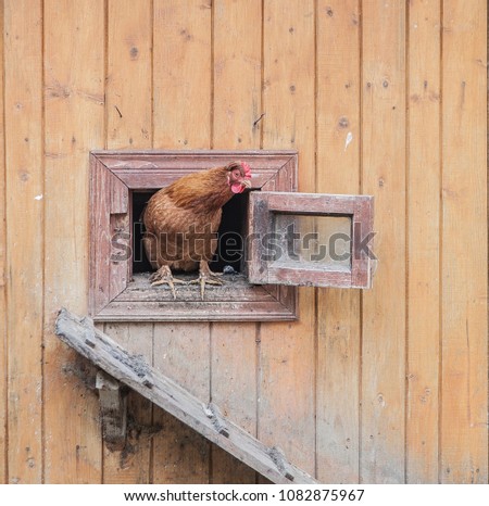 chicken comes out of the chicken coop