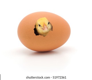 chicken coming out of a brown egg