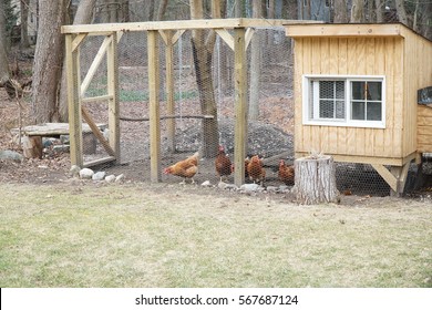 Chicken Coop Inside A Barn With Chicken Coop Inside The Barn 9361