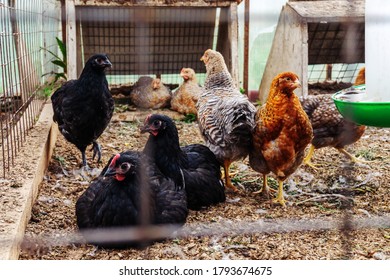 Chicken Coop. Breeding Birds At Home