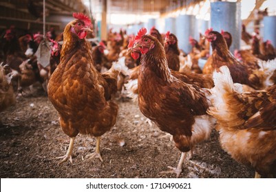 Chicken Coops Producing Happy Chickens