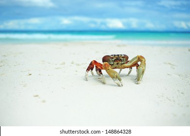 Chicken Crab On The Beach