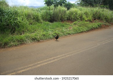 Chicken Cross The Road Images Stock Photos Vectors Shutterstock