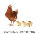 Chicken with cute chicks on white background