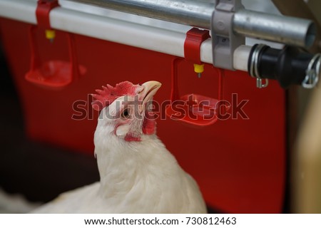 the chicken drinks from the system of avenging
